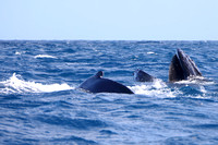 22SB Female Humpback Whale 5B and Calf (1)