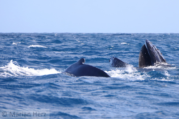 22SB Female Humpback Whale 5B and Calf (1)