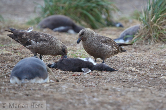 35SL Brown Skua with Penguin Chick