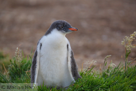 36SL Gentoo Penguin Chick