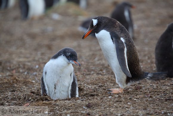 37SL Gentoo Penguin and Chick