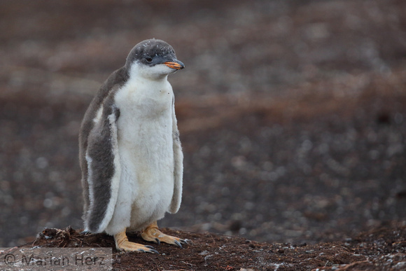 39SL Gentoo Penguin Chick