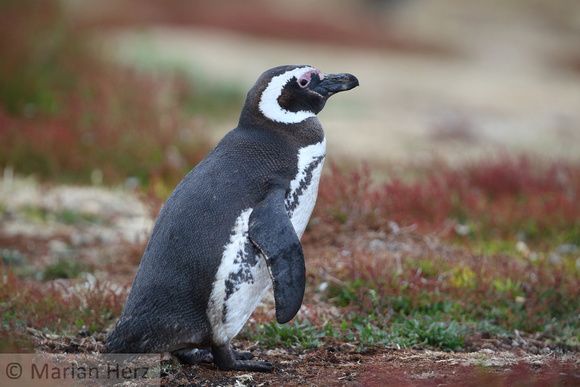41SL Magellanic Penguin
