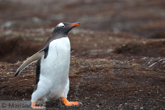 43SL Gentoo Penguin