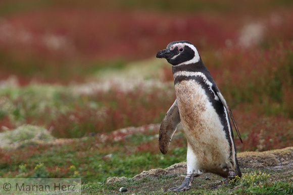 51SL Magellanic Penguin