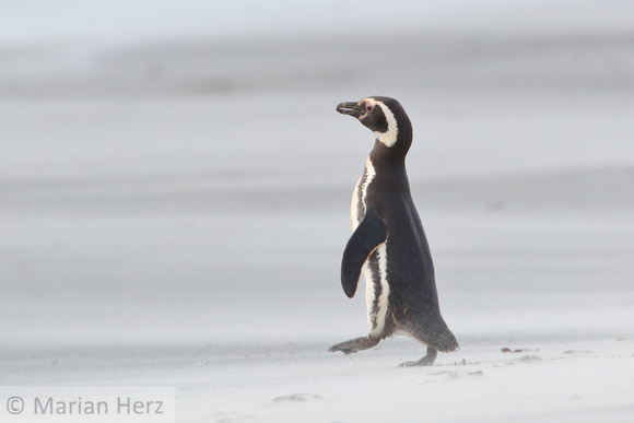 57SL Magellanic Penguin in Blowing Sand