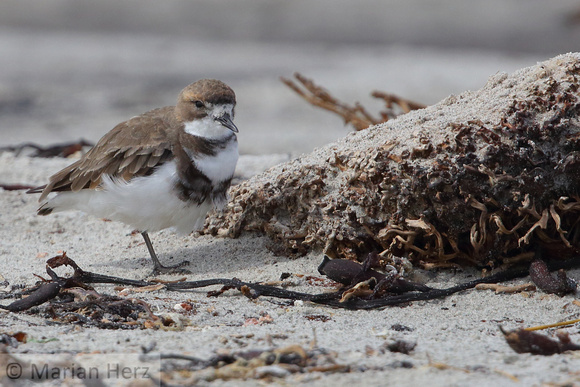 59SL Two-banded Plover