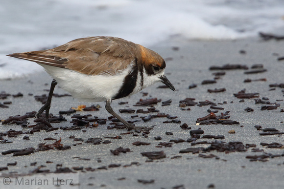 66SL Two-banded Plover