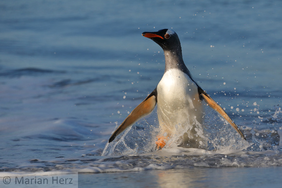 94SL Gentoo Penguin Exiting Water
