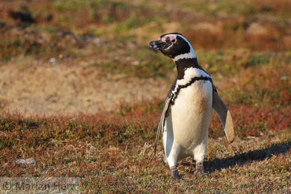 95SL Magelllanic Penguin