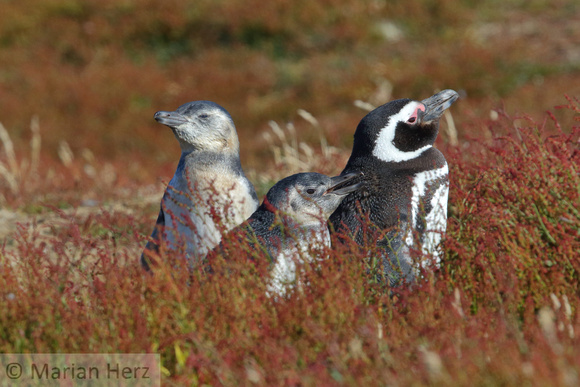 109SL Magellanic Penguin Family