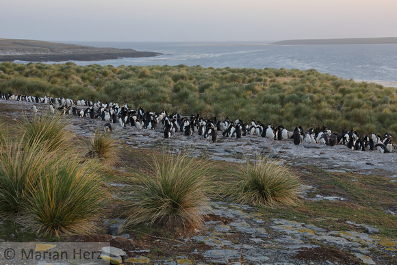 126Bl Southern Rockhopper Penguin Colony