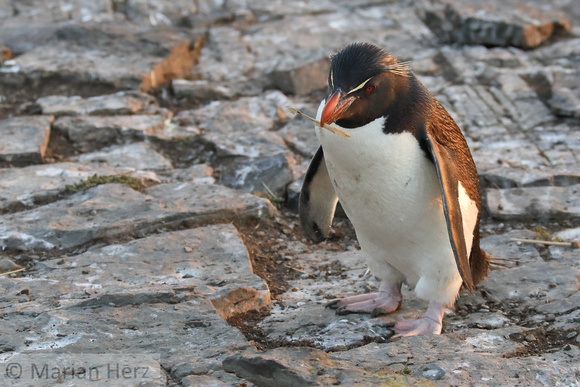 127Bl Southern Rockhopper Penguin
