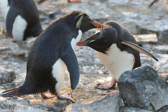 130Bl Southern Rockhopper Penguins Mutual Preening