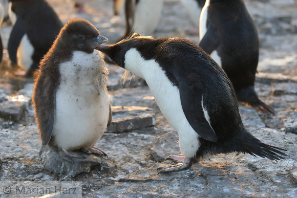 131Bl Southern Rockhopper Penguin Preening Chick