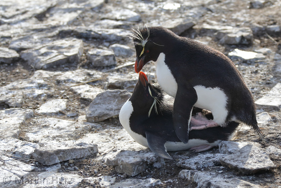 133Bl Southern Rockhopper Penguins Mating