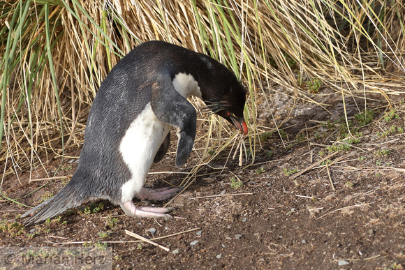 135Bl Southern Rockhopper Penguin Gathering Nesting Material