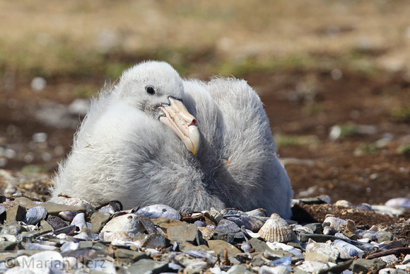 161Bl Southern Giant Petrel Chick