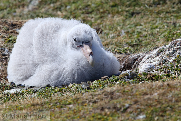 162Bl Southern Giant Petrel Chick