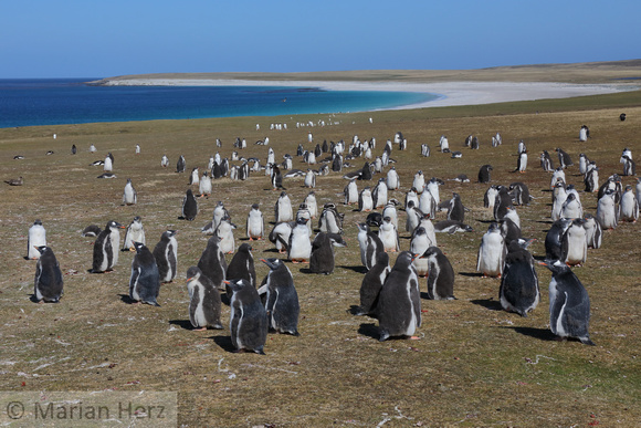 164Bl Gentoo Penguins