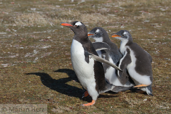 165Bl Gentoo Penguin Chicks Chasing Adult