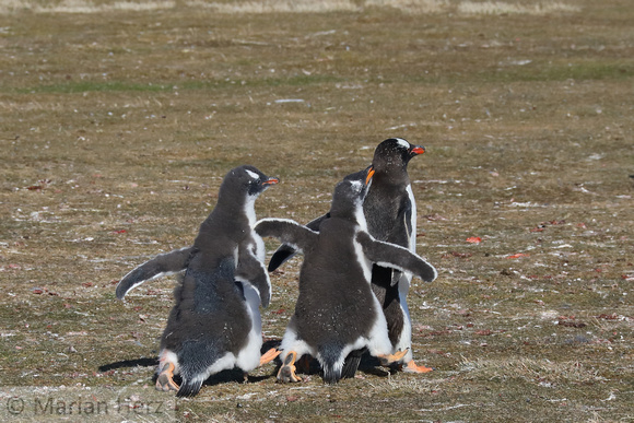 166Bl Gentoo Penguin Chicks Chasing Adult