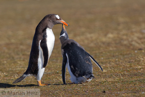 167Bl Gentoo Penguin and Chick