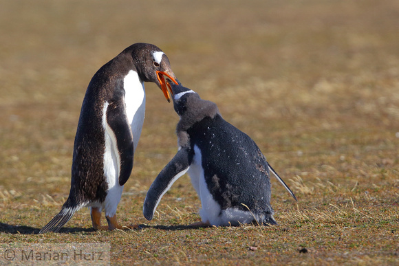 168Bl Gentoo Penguin Feeding Chick