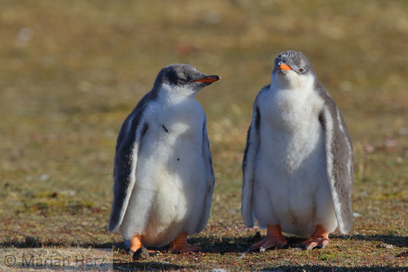 169Bl Gentoo Penguin Chicks
