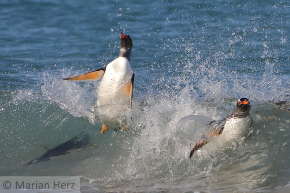 170Bl Gentoo Penguin Leap