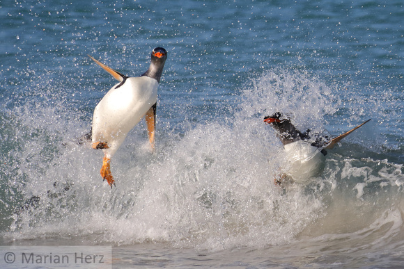 171Bl Gentoo Penguin Leap