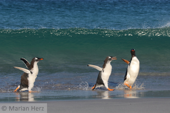 172Bl Gentoo Penguin Chicks Chasing Adult