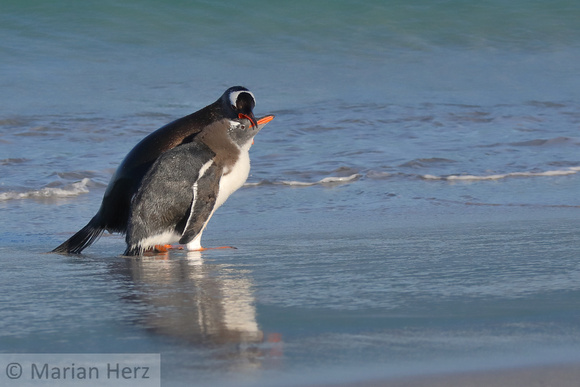 175Bl Gentoo Penguin and Chick