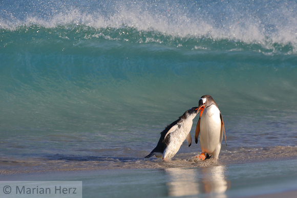 176Bl Gentoo Penguin Feeding Chick