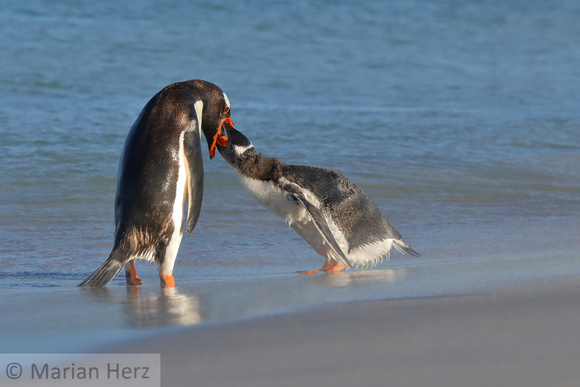 177Bl Gentoo Penguin Feeding Chick