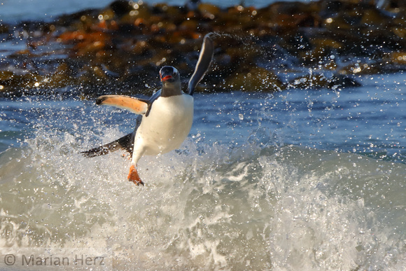 182Bl Flying Penguin