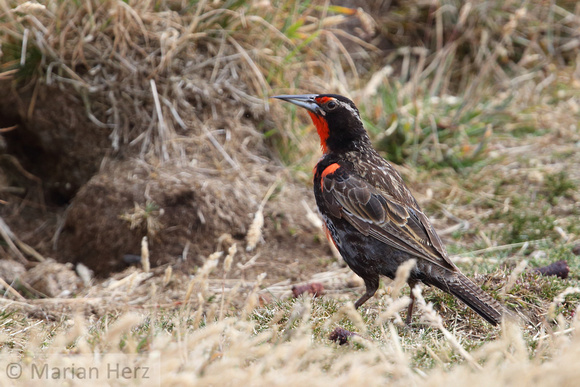 188Bl Falkland Meadowlark