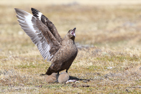 194Bl Brown Skua with Chicks