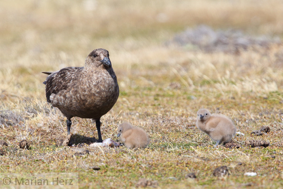196Bl Brown Skua with Chicks
