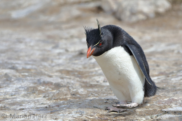 205PI Southern Rockhopper Penguin