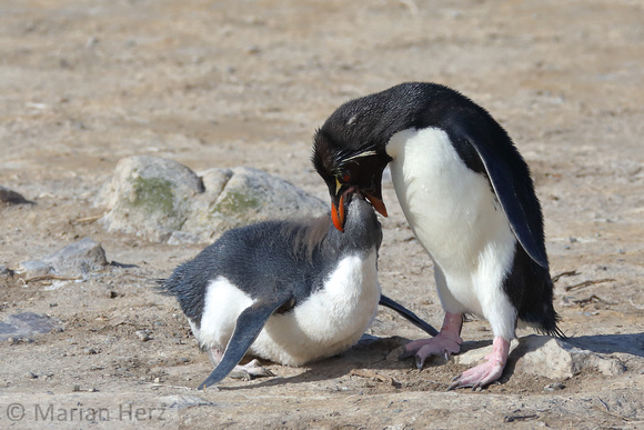 211PI Southern Rockhopper Penguin Feeding Chick