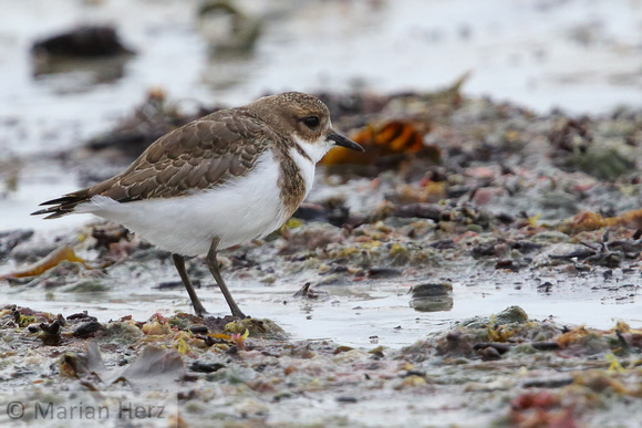 213PI Double-banded Plover