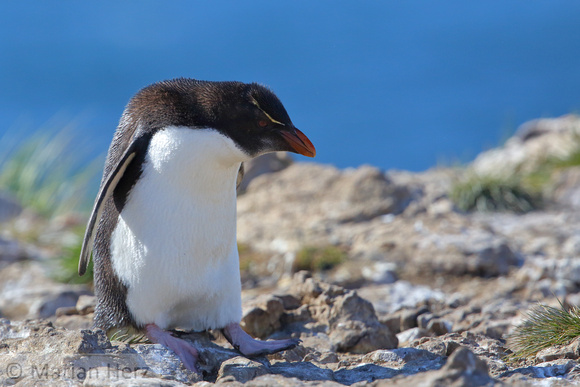 217PI Southern Rockhopper Penguin