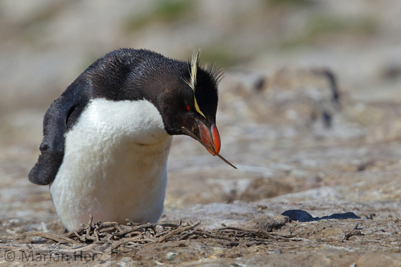 218PI Southern Rockhopper Penguin Gathering Sticks