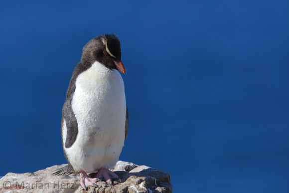 219PI Southern Rockhopper Penguin