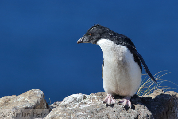 220PI Southern Rockhopper Penguin Juv