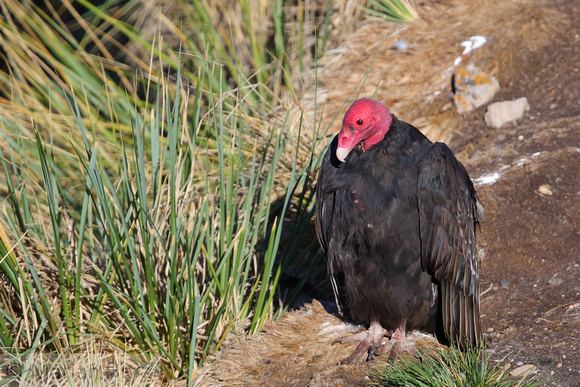 222PI Turkey Vulture