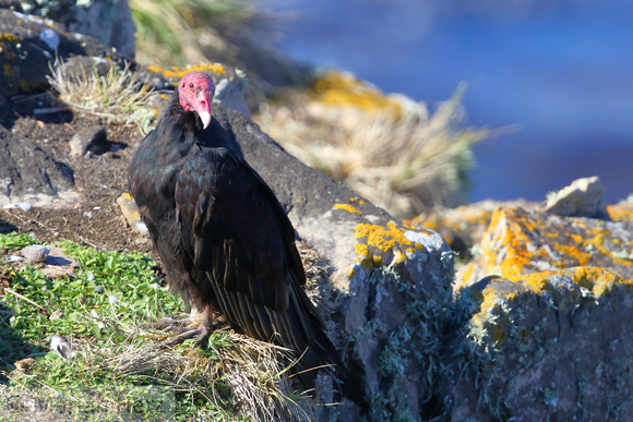 223PI Turkey Vulture