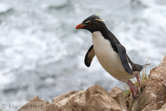 239PISouthern  Rockhopper Penguin Take-off