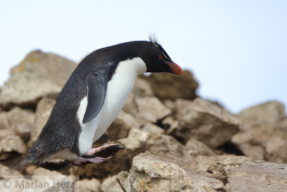 242PI Southern Rockhopper Penguin in Air